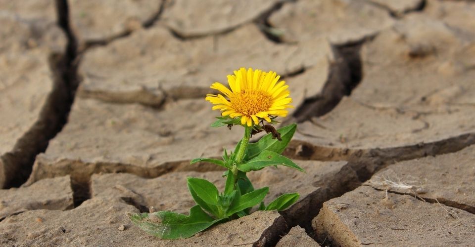 Wat is jouw overlevingsstrategie?