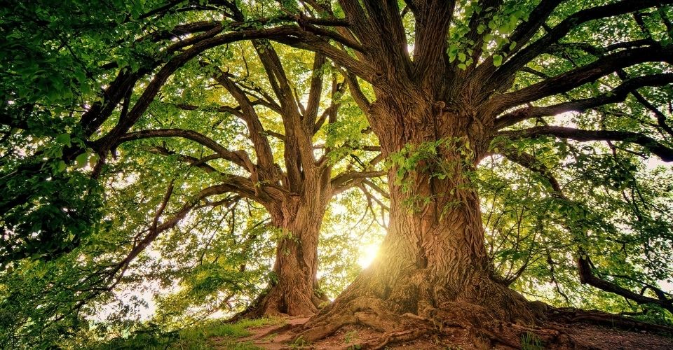 Het verhaal van de drie bomen